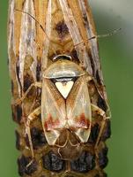 Lygus gemellatus