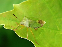 Palomena prasina - Green Shield Bug