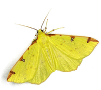 Opisthograptis luteolata - Brimstone Moth