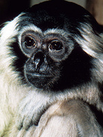 Pileated gibbon (Hylobates pileatus)