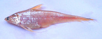 Coilia neglecta, Neglected grenadier anchovy: fisheries
