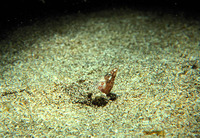 Apterichtus caecus, European finless eel: