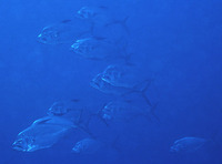 Ulua mentalis, Longrakered trevally: fisheries, gamefish