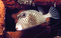 Lactophrys bicaudalis, Spotted trunkfish: aquarium
