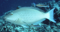 Hipposcarus harid, Candelamoa parrotfish: fisheries, aquarium