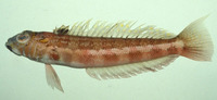 Parapercis pulchella, Harlequin sandsmelt: aquarium