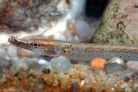 Microphis argulus, Flat-nosed pipepish: