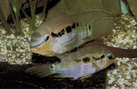 Krobia itanyi, Dolphin cichlid: aquarium