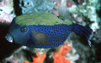 Ostracion cyanurus, Bluetail trunkfish:
