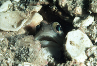 Opistognathus nigromarginatus, Birdled jawfish: