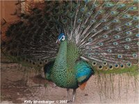 Green Peafowl Pavo muticus imperator