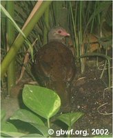 Red Spurfowl, Galloperdix spadicea