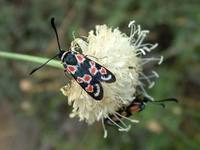 Zygaena occitanica