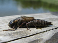 Libellula depressa - Broad-Bodied Chaser