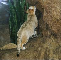 Image of: Felis margarita (sand cat)