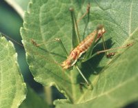 Leptophyes albovittata
