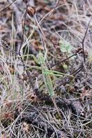 Saga pedo - Predatory Bush Cricket