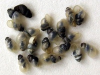 Bythinella austriaca agg.
