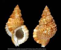 Bursa ranelloides - Fine-sculpted Frogsnail