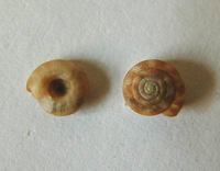 Discus rotundatus - rotund disc