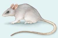 Image of: Thallomys paedulcus (acacia rat)