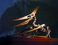 Pteranodon ingens