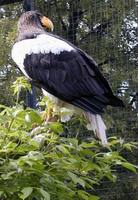 Haliaeetus pelagicus - Steller's Sea-Eagle