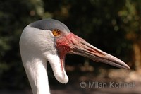 Bugeranus carunculatus - Wattled Crane