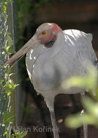 Grus rubicunda - Brolga