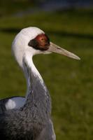 Grus vipio - White-naped Crane