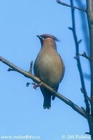 Bombycilla garrulus - Waxwing