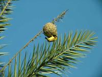 Ploceus cucullatus - Village Weaver