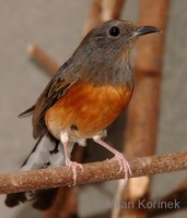 Copsychus malabaricus - White-rumped Shama