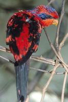 Eos reticulata - Blue-streaked Lory