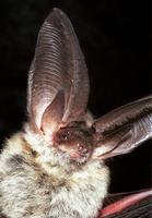 Plecotus auritus - Brown Big-eared Bat