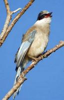 Image of: Cyanopica cyanus (azure-winged magpie)