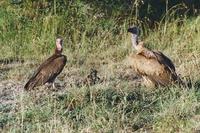 Image of: Gyps africanus (African white-backed vulture)