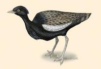 Image of: Houbaropsis bengalensis (Bengal florican)