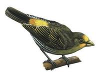 Image of: Indicator xanthonotus (yellow-rumped honeyguide)