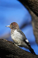 Image of: Melanerpes erythrocephalus (red-headed woodpecker)