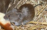 Microtus majori - Major's Pine Vole