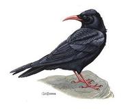 Image of: Pyrrhocorax pyrrhocorax (red-billed chough)