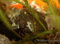 Salarias ramosus - Snowflake Blenny