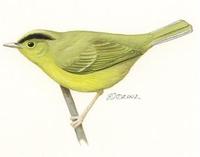 Image of: Seicercus burkii (golden-spectacled warbler)