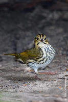 Image of: Seiurus aurocapilla (ovenbird)