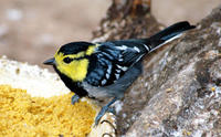 Image of: Sylviparus modestus (yellow-browed tit)