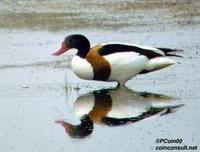 Image of: Tadorna tadorna (common shelduck)