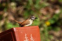 Image of: Thryothorus ludovicianus (Carolina wren)