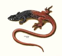 Image of: Nucras tessellata