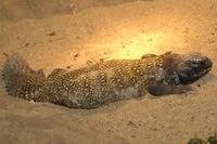 Uromastyx acanthinura
